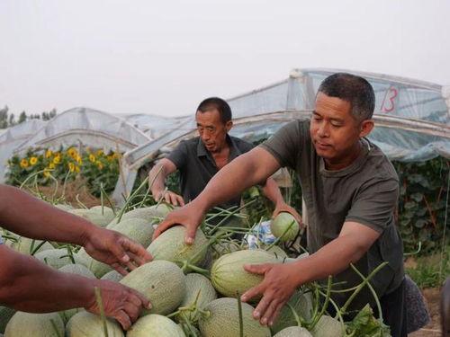 月溪村吃瓜视频网,揭秘乡村生活趣味瞬间